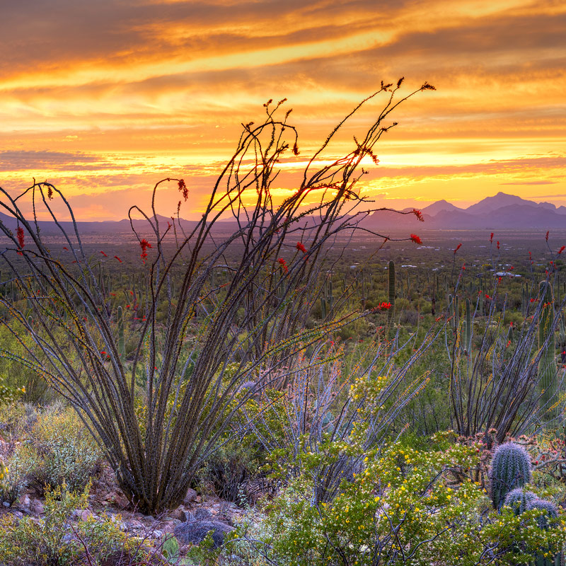 Tucson ayurveda herb landscape